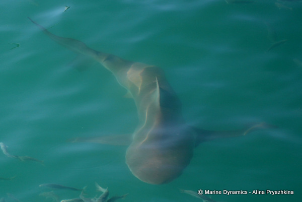 Bronze whaler shark, Gansbaai, south africa
